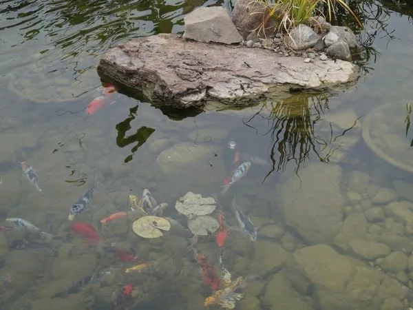 Why Pond Rocks Will Make You Love Your Pond Even More