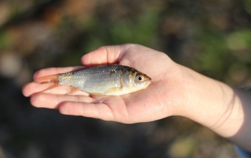 What fish do you put in a fish pond and why?