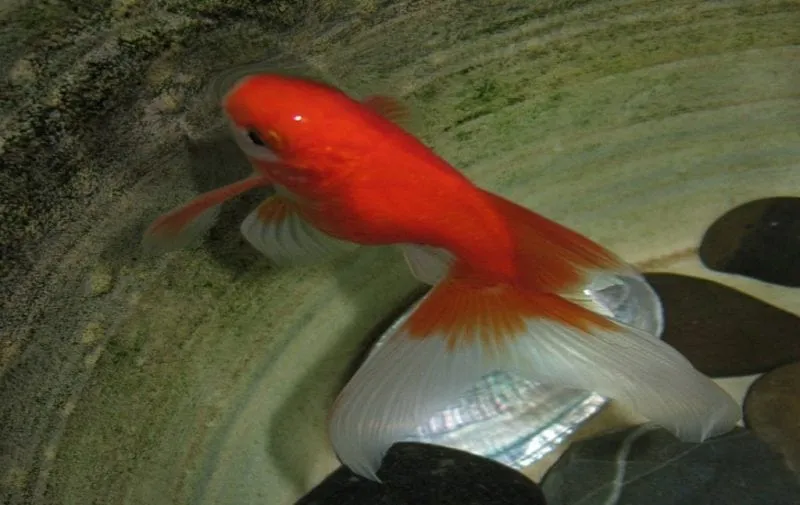 a red and white fish in a bowl of water.