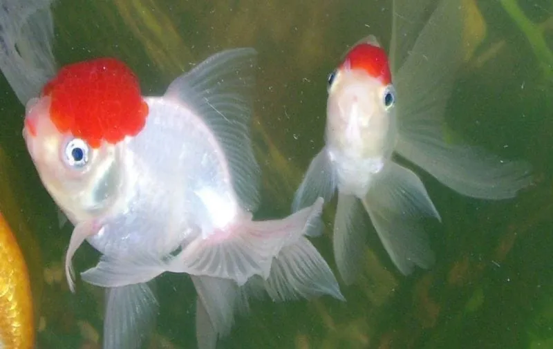a couple of fish that are in some water.