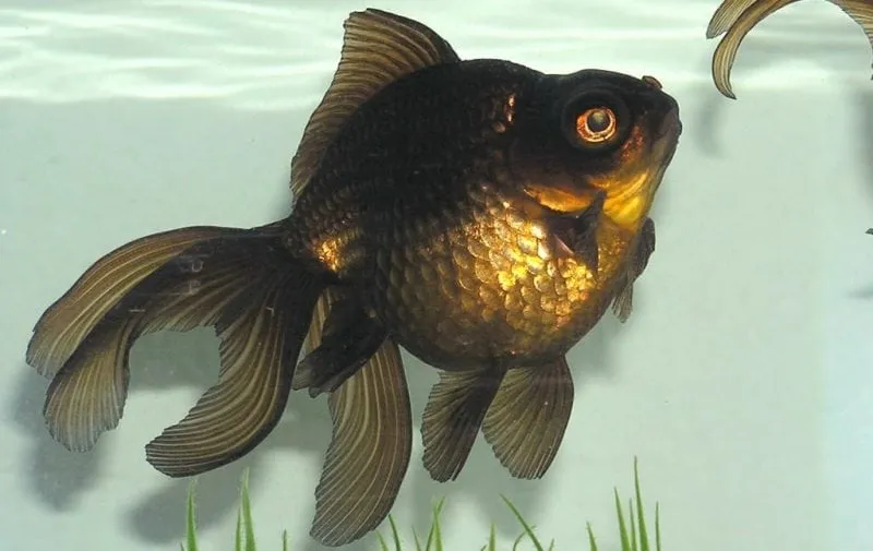 7 Different Types Of Pond Fish For Your Backyard Pond