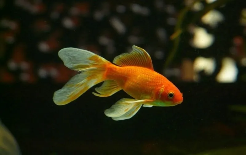 a goldfish swimming in an aquarium filled with water.