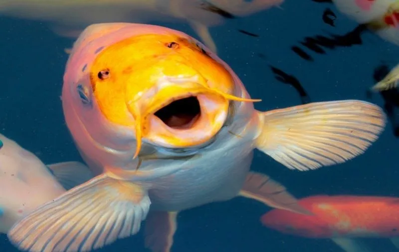 a fish with its mouth open in a pond of water.