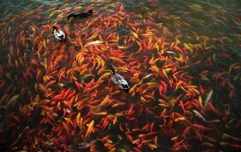 a large group of fish swimming in a pond.