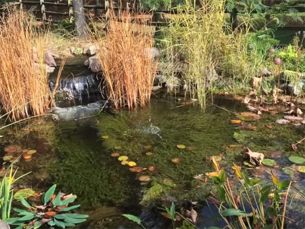 Your Koi Fish Pond Fall Preparation Checklist