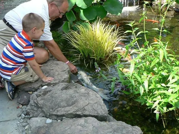 can tilapia eat koi food