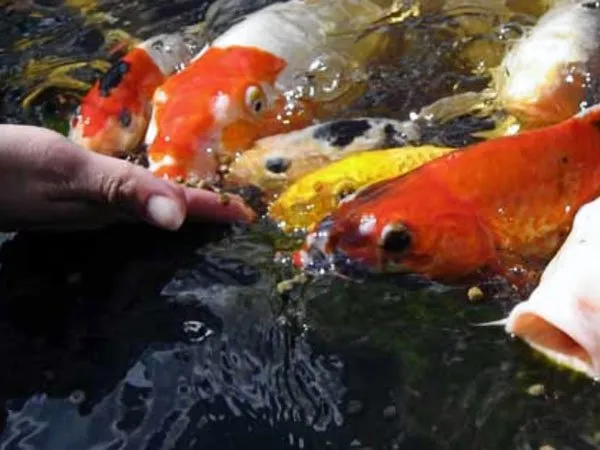 Feeding-koi-fish-from-out-of-your-hand