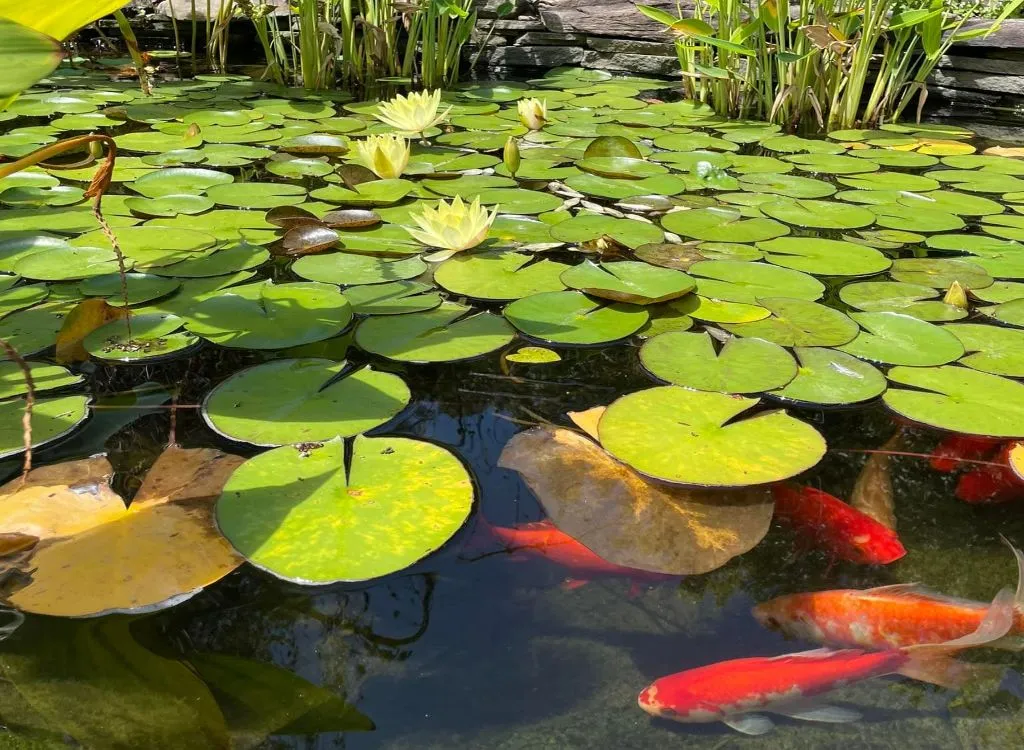 Pond Protection Netting,Koi Pond Cover Net Pool Leaf Netting Protects Koi  Fish from Blue Heron Birds Cats Dog Predators