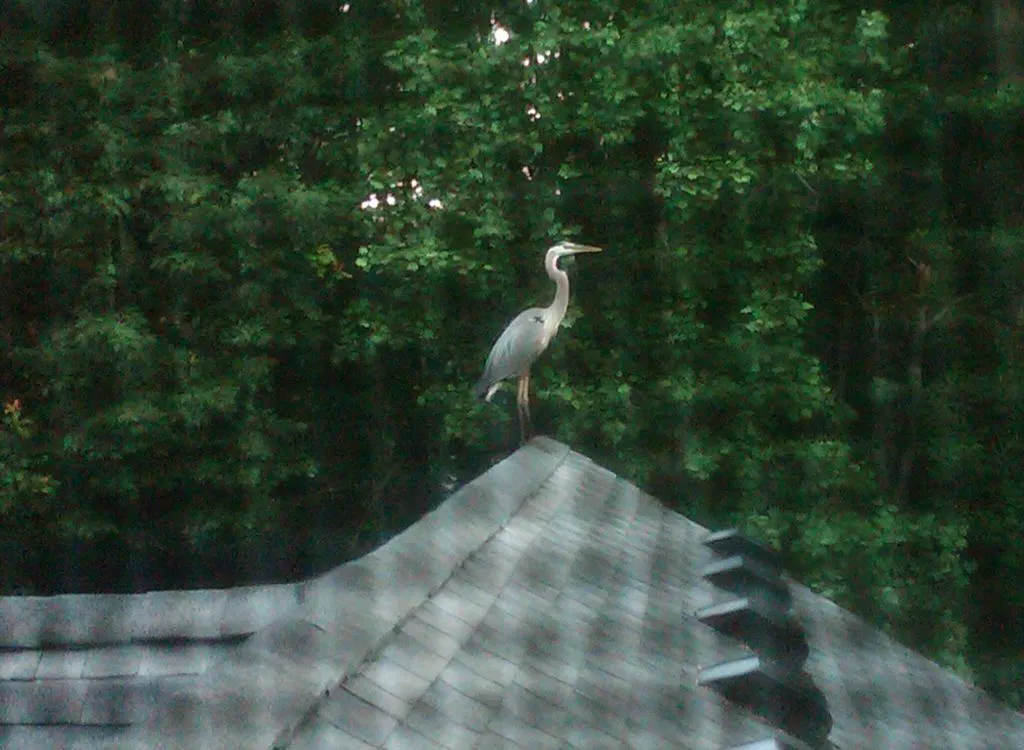 How to Keep Herons Out of a Pond: Proven Deterrents