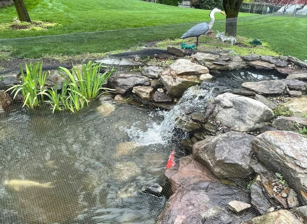 33 Heron proofing for fish koi ponds ideas