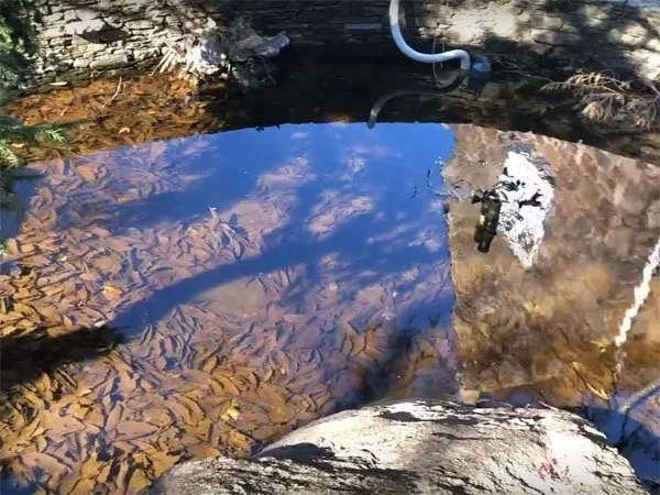 a reflection of a tree in a puddle of water.