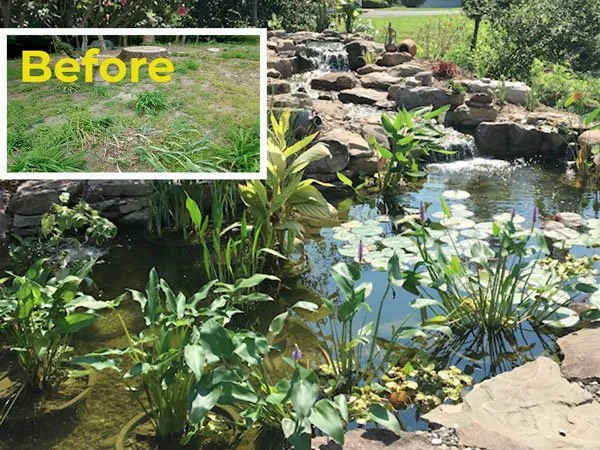 before and after pictures of a garden pond.