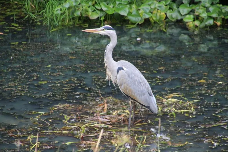 Blue-Heron-Nature-Pond