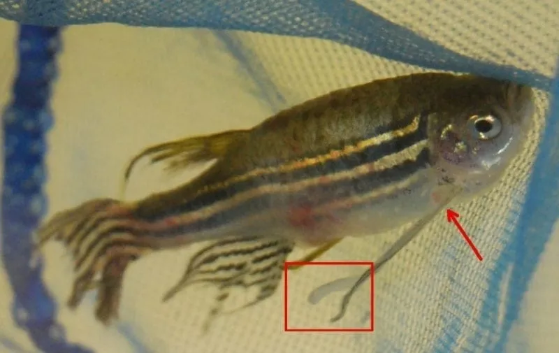 a fish that is sitting on a cloth.