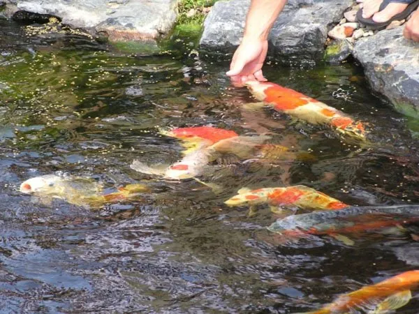 Playing-with-koi-fish-while-feeding-them
