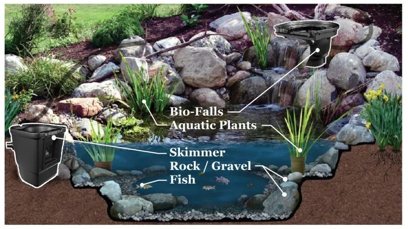 aquatic ecosystem ponds