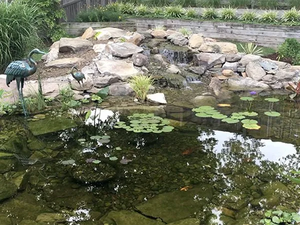 Pond-now-that-is-clear-and-no-longer-a-pool - Premier Ponds - Premier Ponds a pond filled with lots of water lilies.