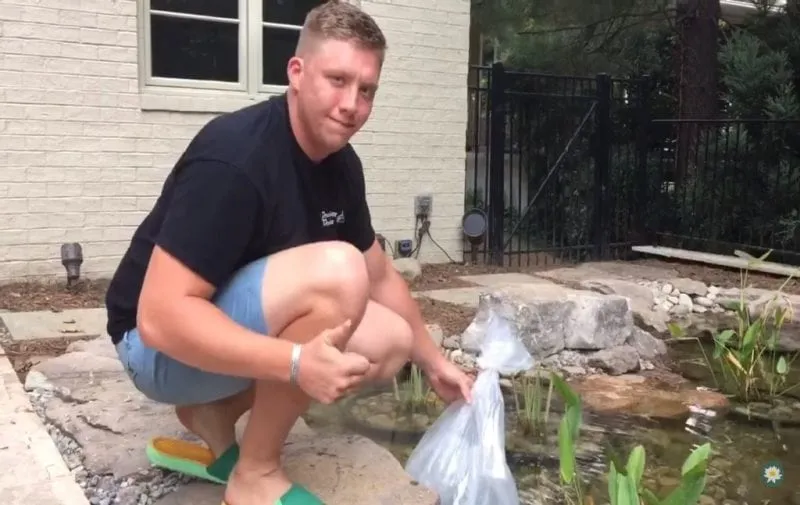 Putting-bag-of-fish-in-pond-with-top-out-so-as-to-acclimate-the-koi-fish-to-the-new-pond