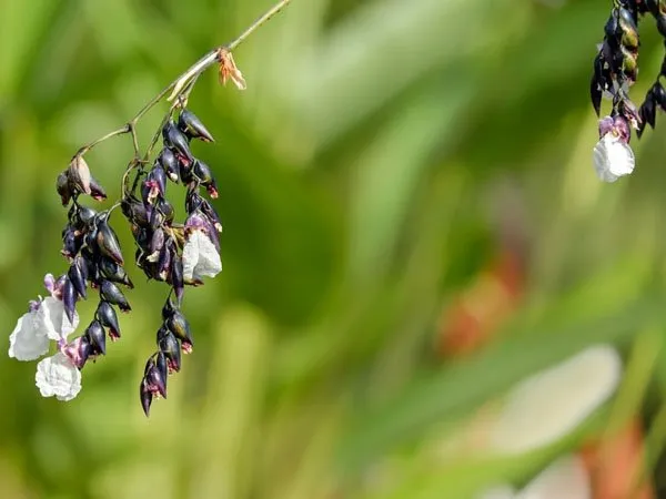 best plants for goldfish pond