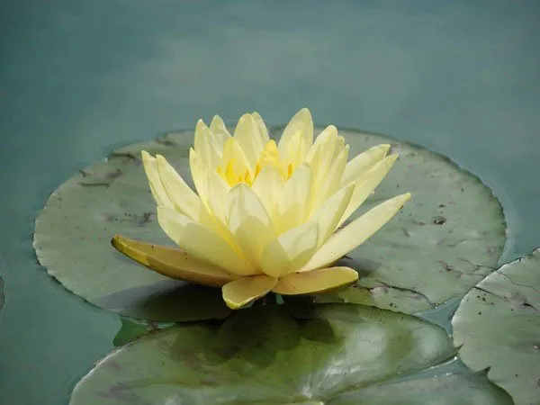 a yellow water lily floating on top of a green lily pad.