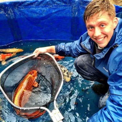 Man removing koi fish from tub to pond