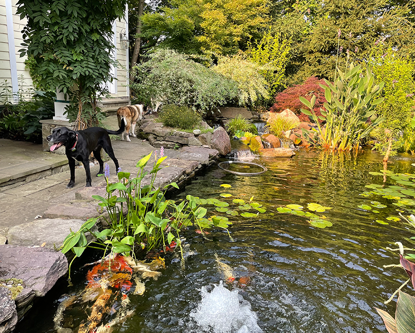 Premier Ponds Water Feature, How To Keep Dogs Out Of Garden Ponds