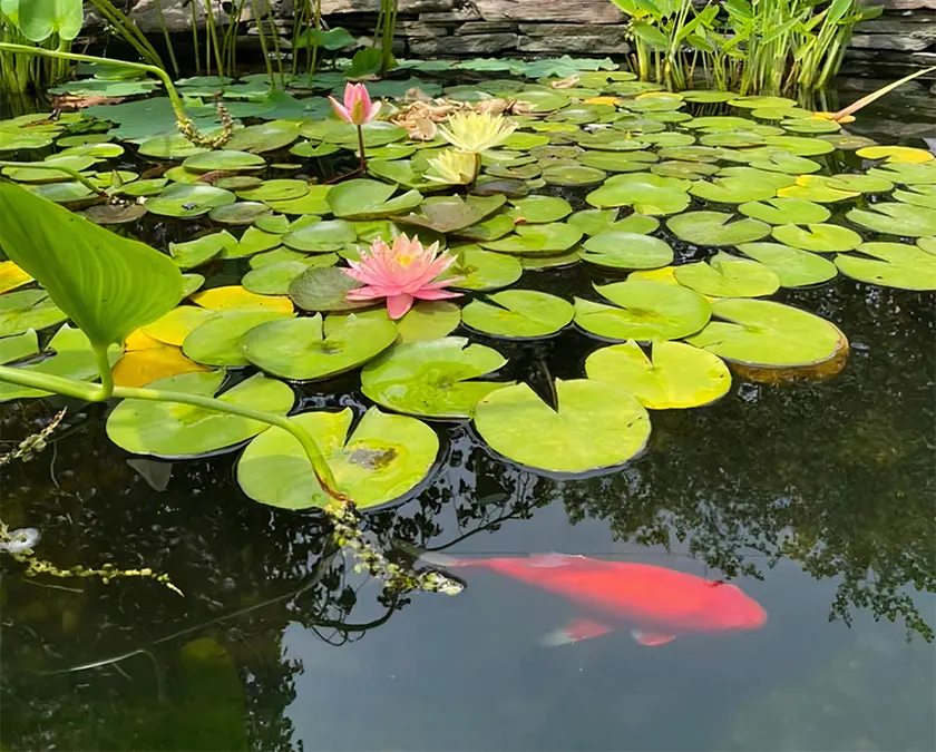 Koi pond care outlet near me