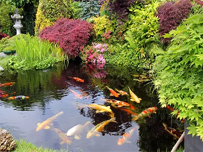 Koi swimming in pond with plants