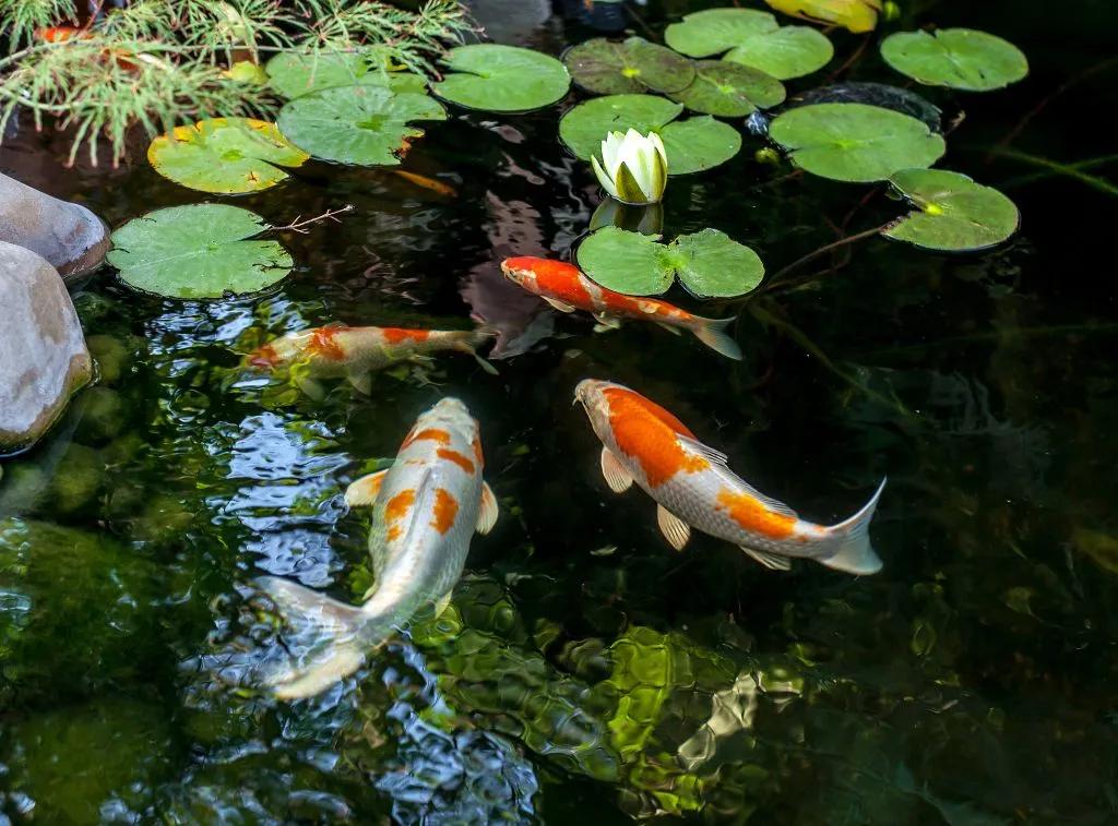 real koi fish