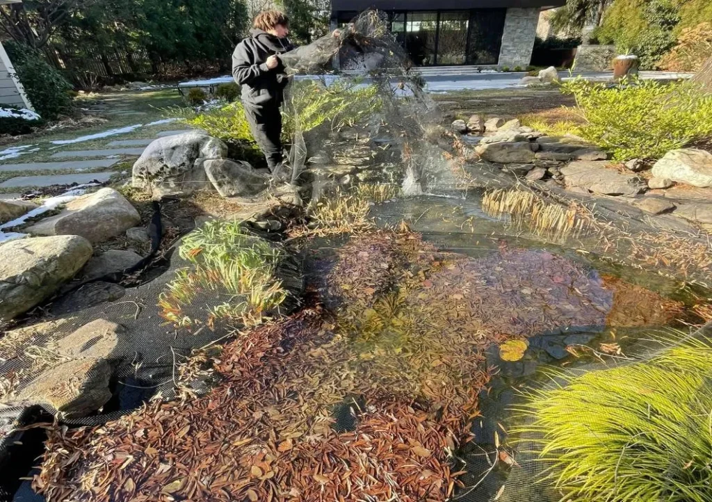 Fall netting of the pond is the most important task of the year. 