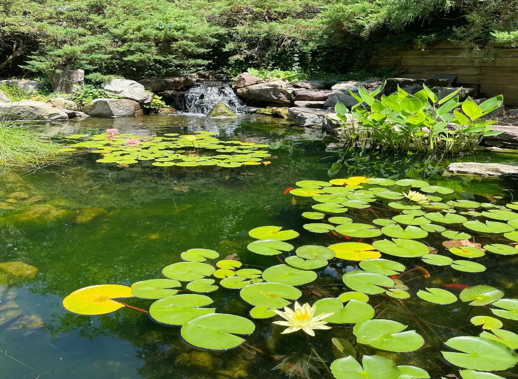 Pond Covers ~ Research & Buy the Best Cover for Your Koi Fish Pond