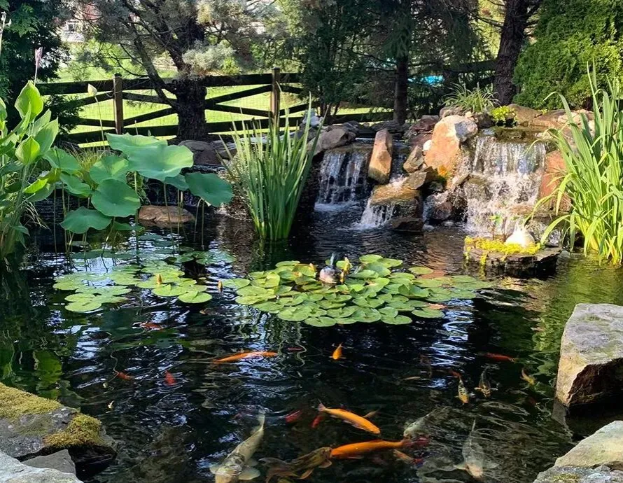 Colorful backyard hotsell pond fish