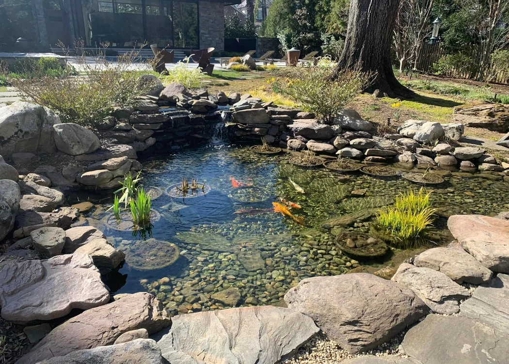 Beautiful and healthy koi pond