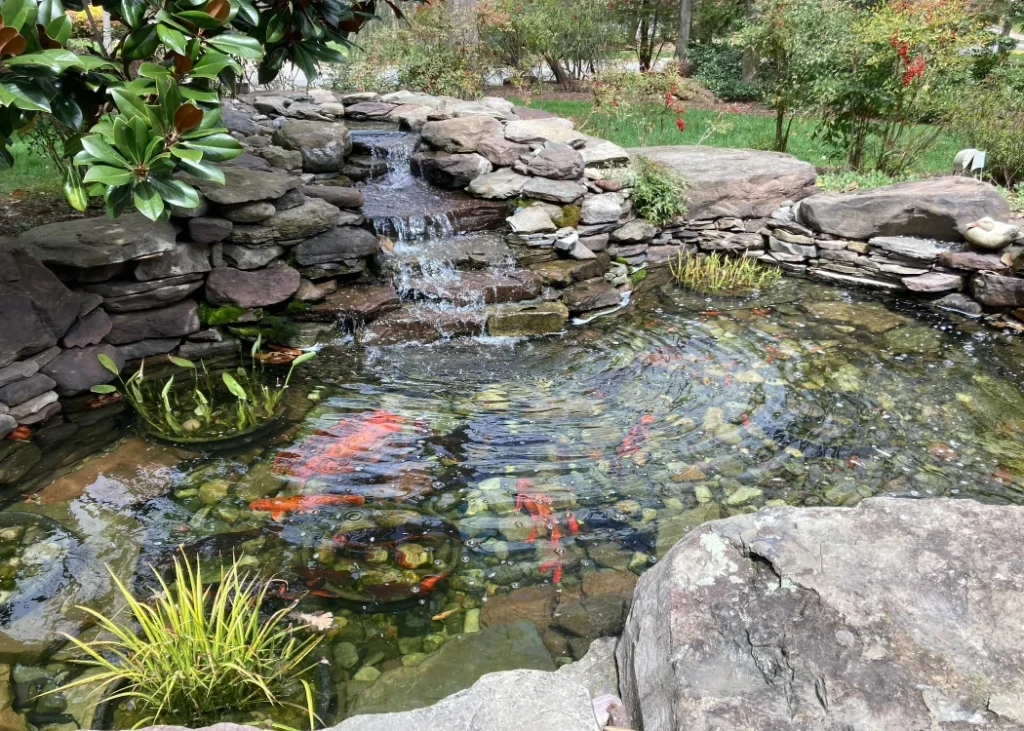 Koi pond with biofalls pond filter
