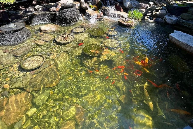 Koi Pond Treatments For Optimal Water Quality Premier Ponds