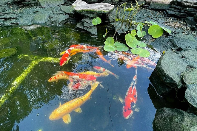 The Cost Of Koi Pond Treatments In Maryland - Premier Ponds