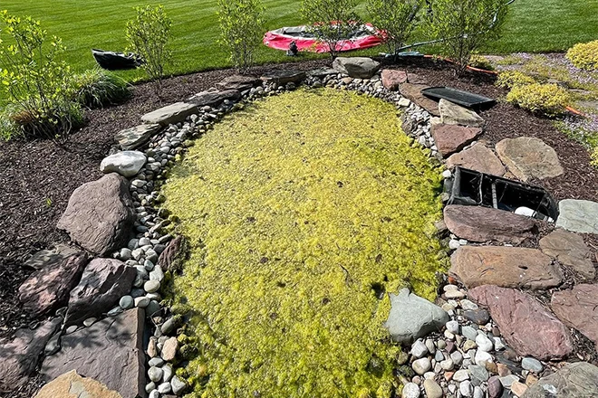 Backyard pond filled with algae