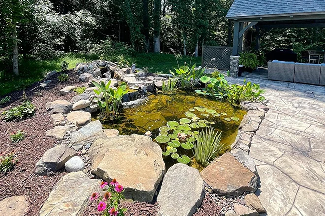 Floating and marginal plants in a backyard pond