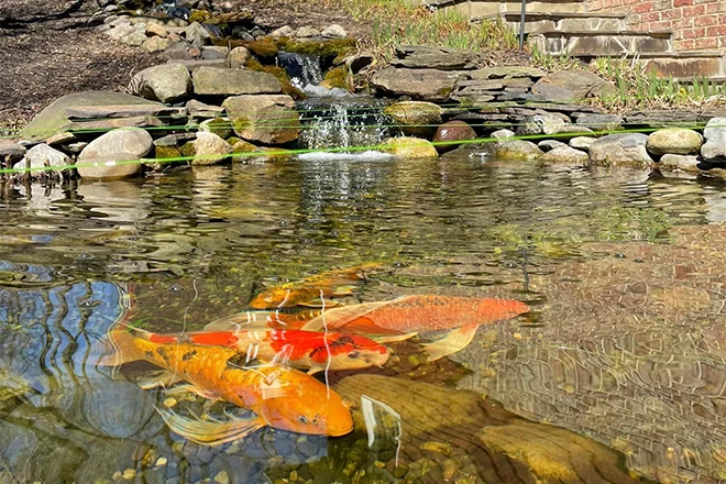 How To Stock A New Koi Pond And Prepare The Water 🐟💧