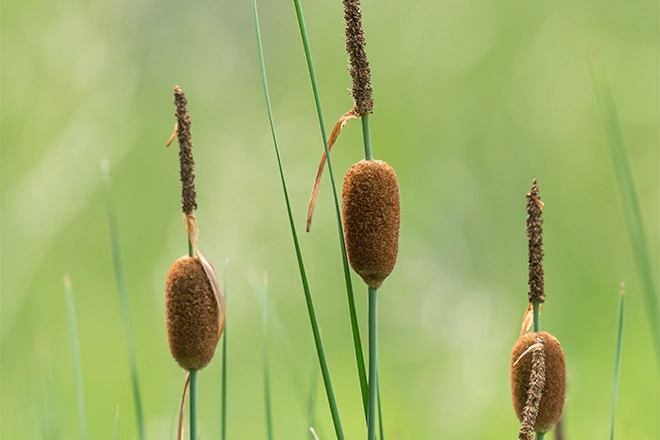 Dwarf cattail aquatic plants - Premier Ponds Dwarf cattail aquatic plants