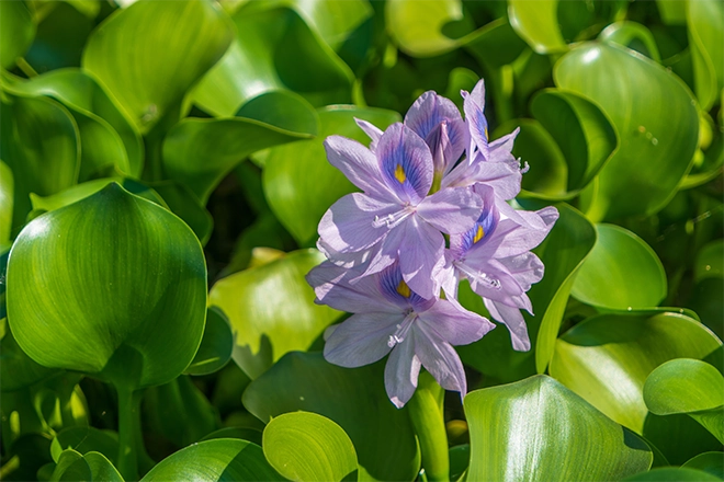 Water hyacinth - Premier Ponds Water hyacinth