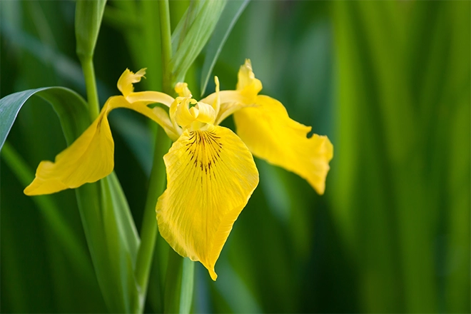 Yellow Iris - Premier Ponds Yellow Iris