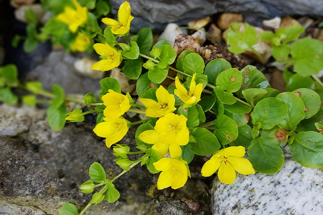 Yellow moneywort - Premier Ponds Water poppies aka yellow moneywort