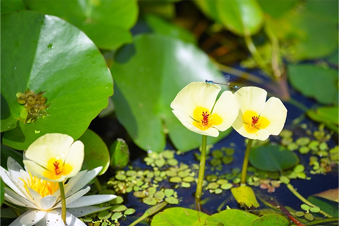 fluo plante Gesneriaceae sp. fluorescent.- Live Arrival Guarantee