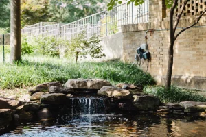 pond-maintenance-cicadas