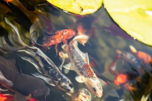 koi-fish-pond